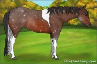 Horse Color:Bay Tobiano 