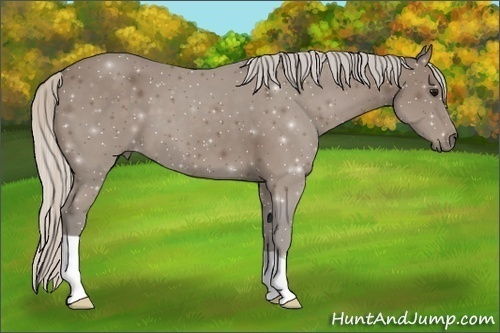 Horse Color:Silver Black 