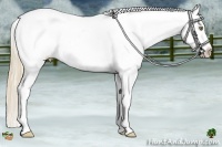 Horse Color:Gold Champagne Tobiano Appaloosa 