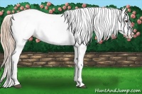 Horse Color:Chestnut Appaloosa