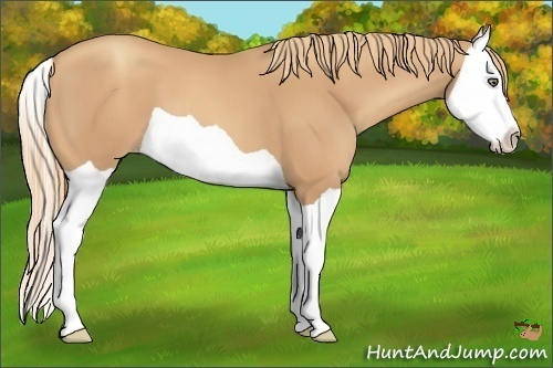 Horse Color:Gold Champagne Splash 