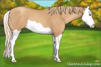 Horse Color:Gold Champagne Splash 