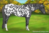 Horse Color:Black Near Leopard 