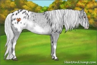 Horse Color:White Spotted Silver Black Chinchilla Frame Varnish Rabicano 