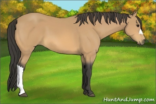 Horse Color:Buckskin 