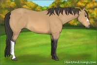 Horse Color:Buckskin 