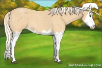 Horse Color:Palomino Roan Splash