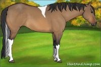 Horse Color:Bay Dun Tobiano 