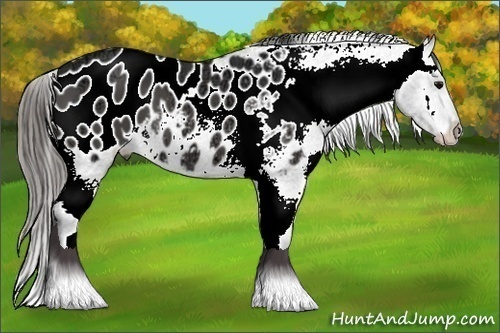 Horse Color:Black Ice Appaloosa 