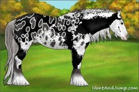 Horse Color:Black Ice Appaloosa