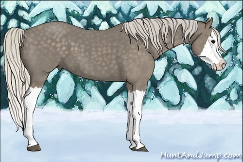 Horse Color:Silver Smoky Blue Roan Splash 