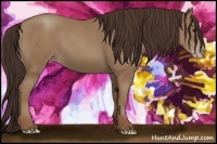 Horse Color:Classic Champagne