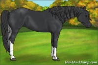 Horse Color:Black Tobiano 