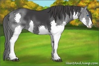 Horse Color:Black Splash