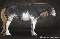 Horse Color:White Spotted Liver Chestnut 