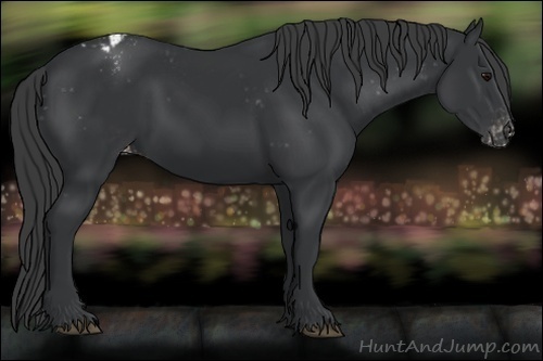 Horse Color:Black Appaloosa 