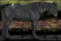 Horse Color:Black Appaloosa 