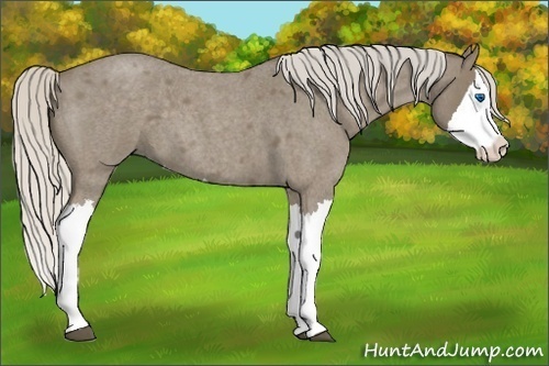 Horse Color:Silver Smoky Blue Roan Splash 