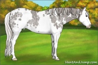 Horse Color:White Spotted Silver Black Ice Splash Rabicano
