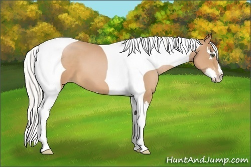 Horse Color:Silver Bay Pearl Splash Tobiano Frame 