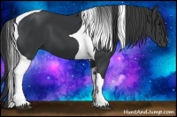 Horse Color:Black Tobiano 