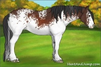 Horse Color:White Spotted Brown 