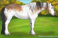 Horse Color:White Spotted Buckskin