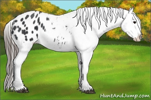 Horse Color:Black Appaloosa 