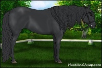 Horse Color:Black 