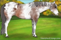 Horse Color:White Spotted Bay Appaloosa