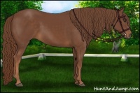 Horse Color:Chestnut Rabicano