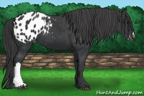Horse Color:Black Appaloosa 