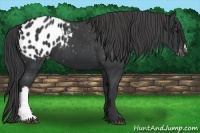 Horse Color:Black Appaloosa