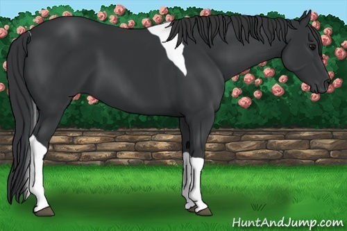 Horse Color:Black Tobiano 