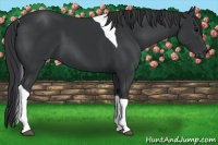 Horse Color:Black Tobiano 