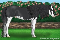 Horse Color:Black Splash
