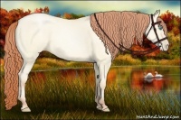 Horse Color:Amber Cream Champagne Pearl Dun 