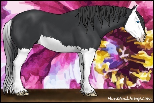 Horse Color:Black Splash 