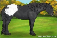 Horse Color:Black Appaloosa