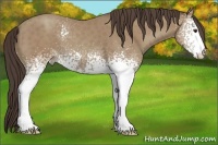 Horse Color:White Spotted Classic Champagne 