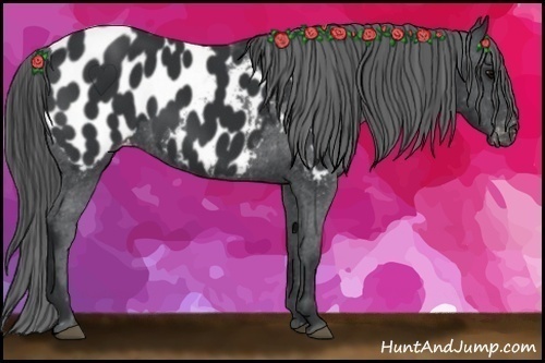 Horse Color:Black Near Leopard