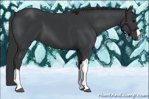 Horse Color:Black 