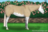 Horse Color:Red Dun Splash 