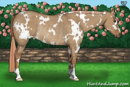 Horse Color:White Spotted Red Dun Rabicano 