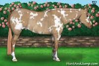 Horse Color:White Spotted Red Dun Rabicano