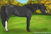 Horse Color:Smoky Black
