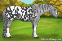 Horse Color:Black Appaloosa