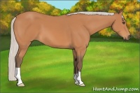 Horse Color:Silver Bay 