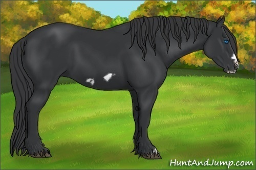 Horse Color:Black Frame 