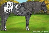 Horse Color:Black Sabino Appaloosa